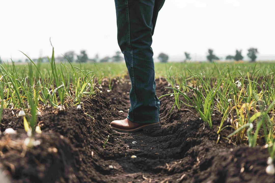 Agribusiness in Ukraine: A Strategic Investment in a Growing Agricultural Market